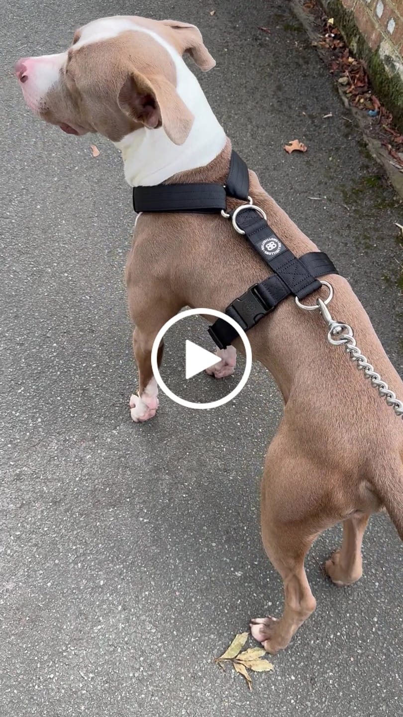 Customer video review of Training No Pull TRI-Harness® | M-XL Breeds - Black