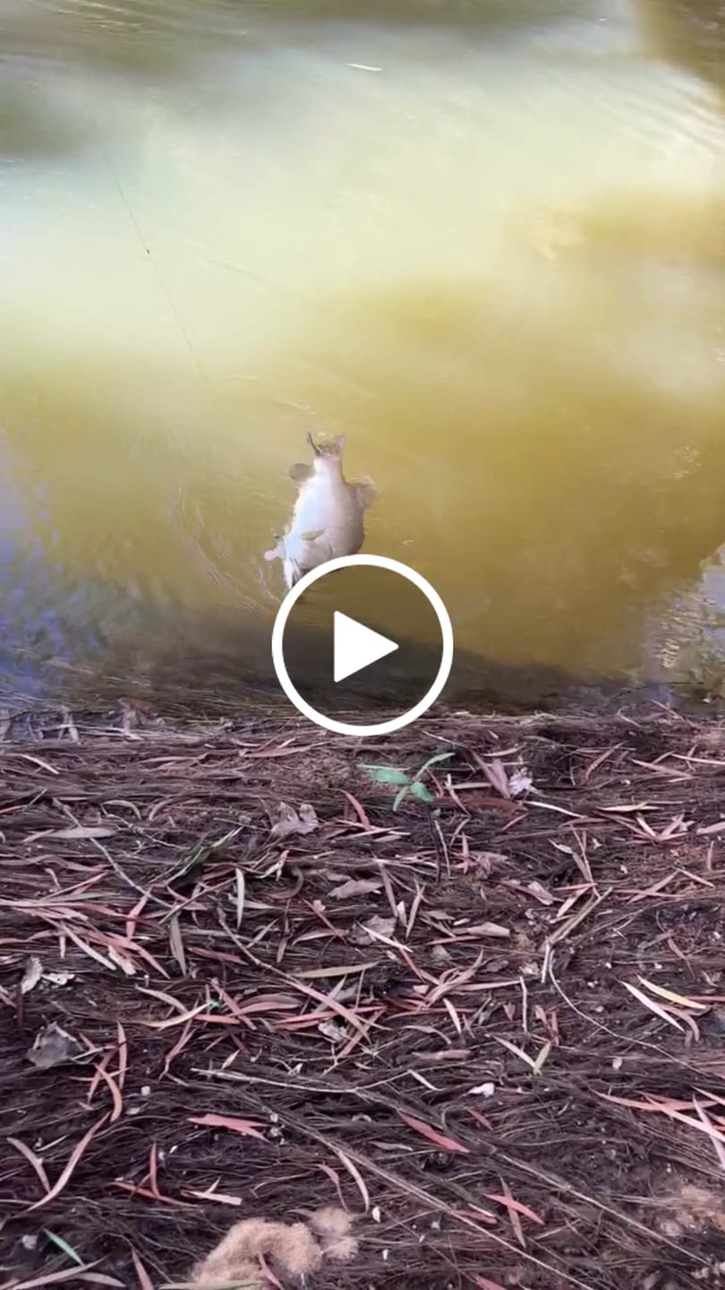 Customer video review of DEATH SHAD