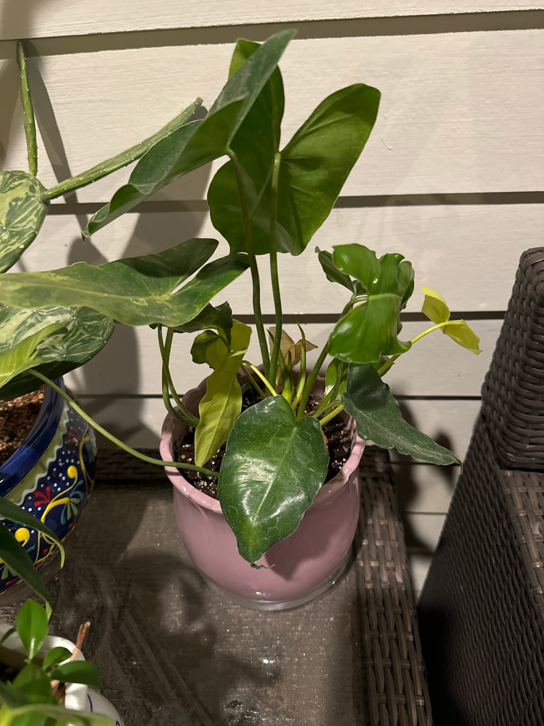 Customer photo review of Philodendron 'Burle Marx Variegata'