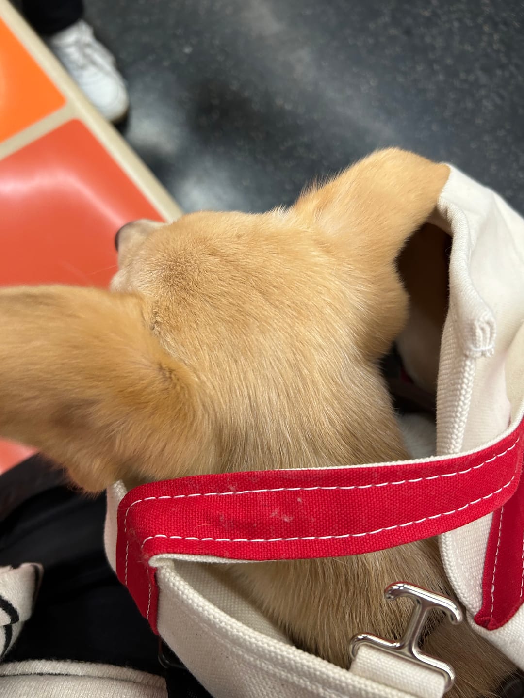 Customer photo review of Boat Canvas Carrier - Classic