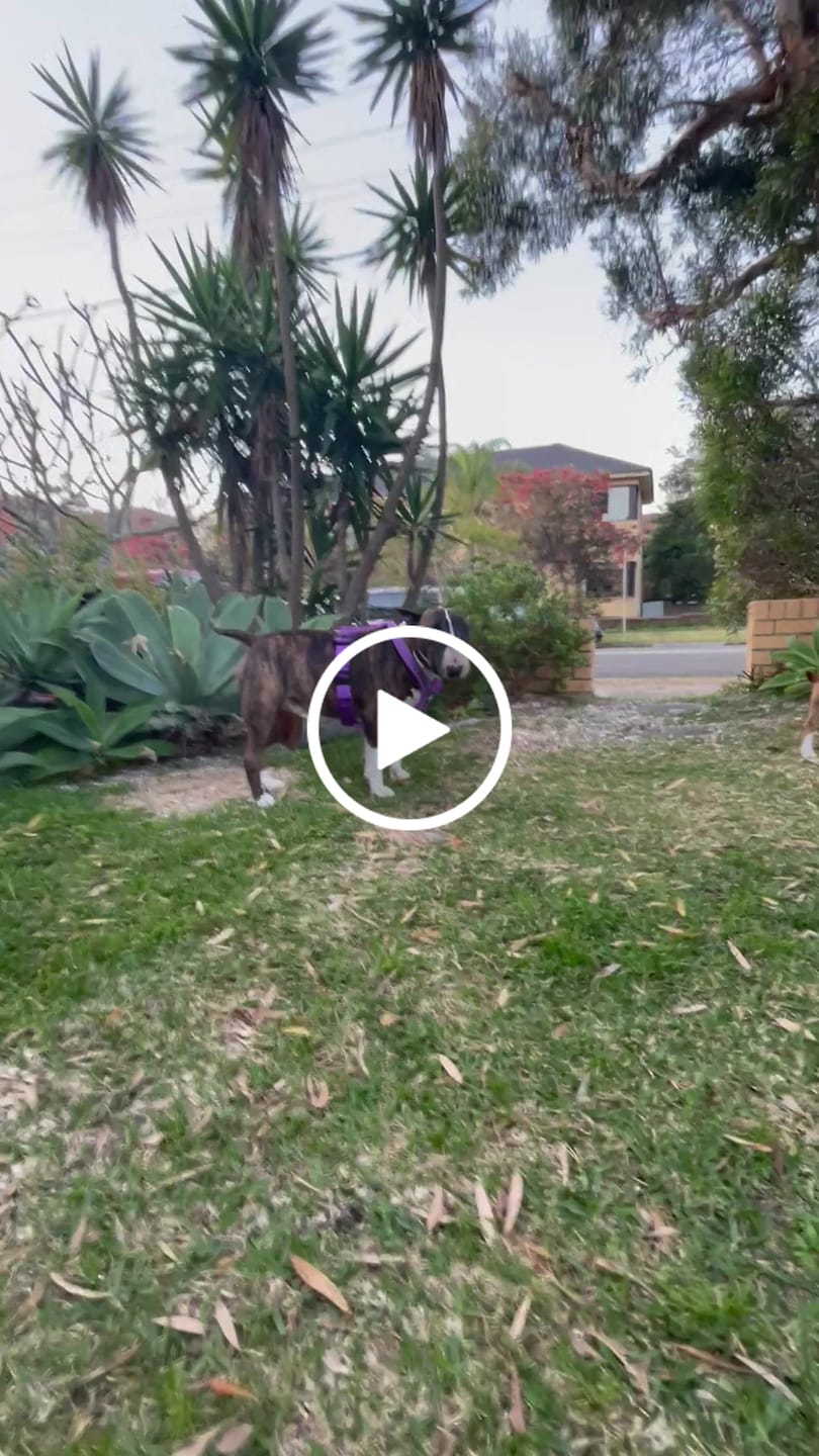 Customer video review of Slip on Padded Comfort Harness | Non Restrictive & Reflective - Purple