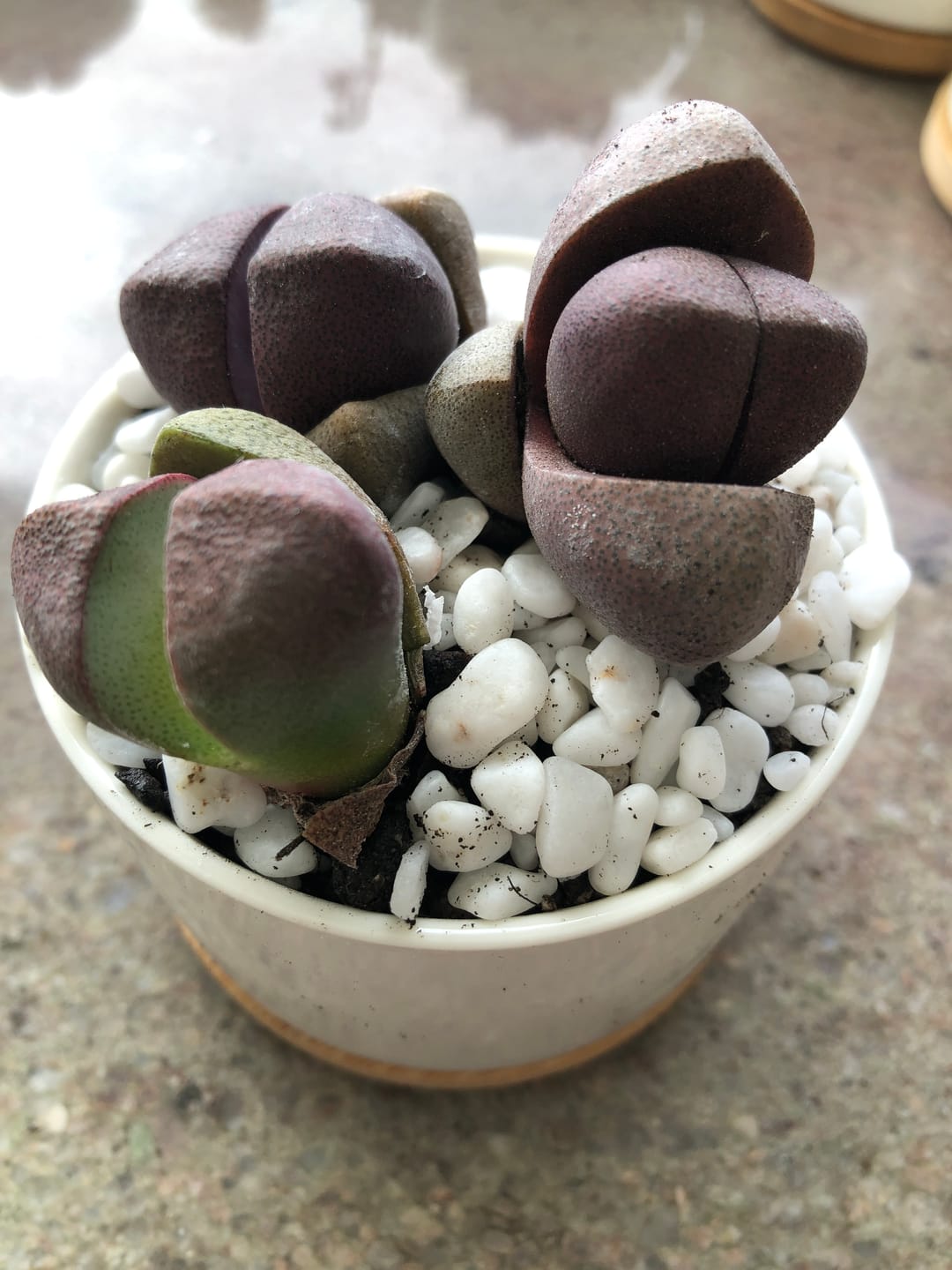 Customer photo review of Pleiospilos nellii 'Royal Flush'