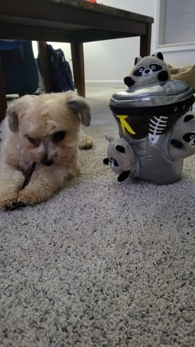 Customer photo review of Pixie Bully Sticks - 6 Inch