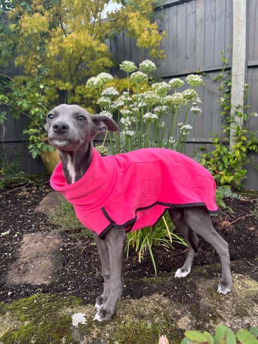 Customer photo review of Fleece Sighthound Base-Layer Coat with Underbelly and Snood