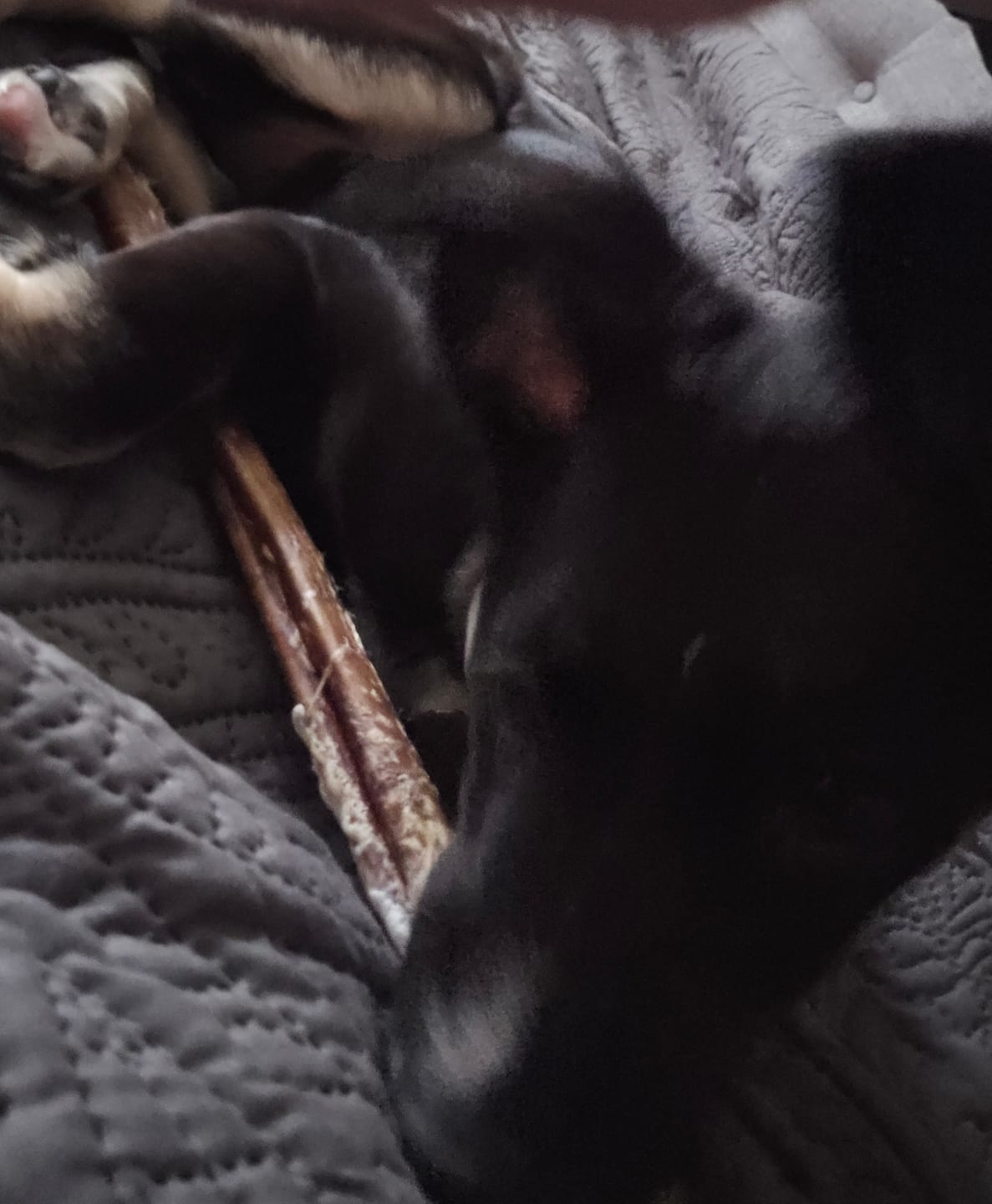 Customer photo review of Bully Bunches Puppy Pack