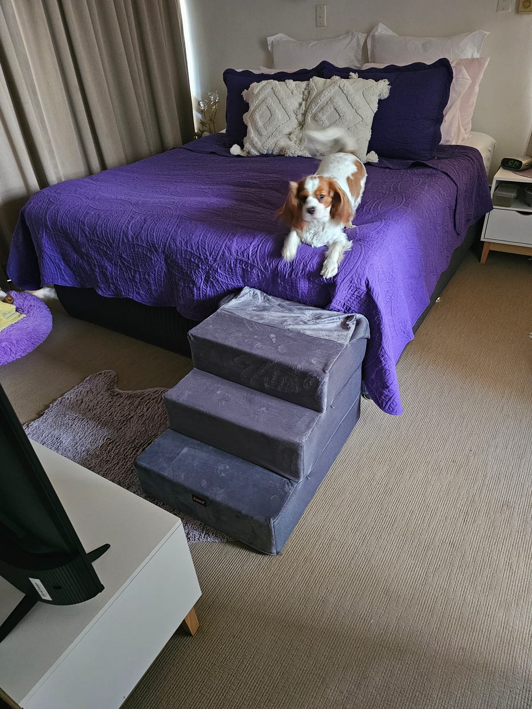 Customer photo review of PaWz Detachable Pet Stairs Grey