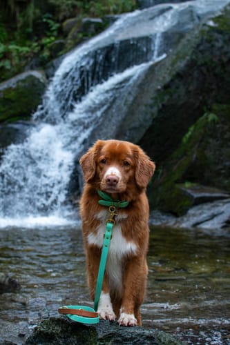 Customer photo review of Seafoam - Classic Biothane Dog Collar