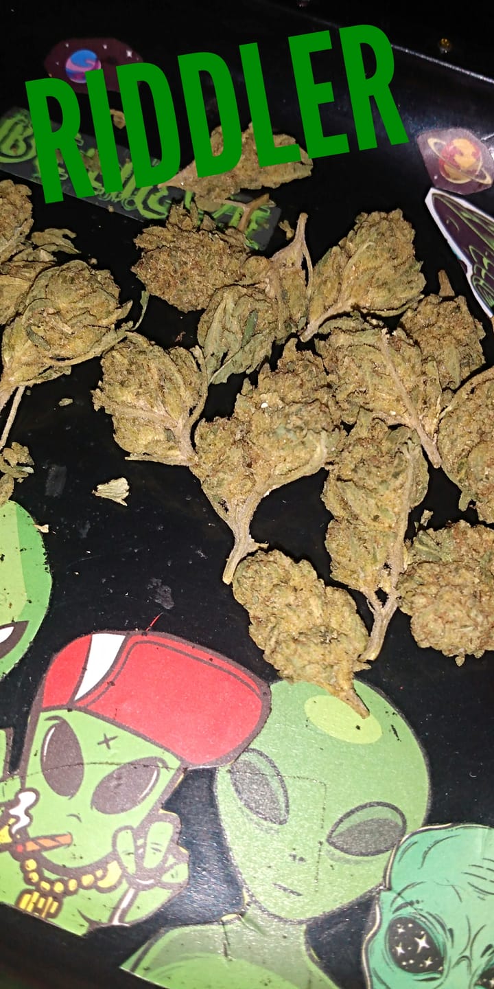 Customer photo review of Exotic Micros