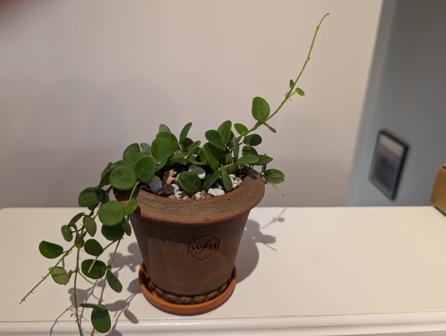 Customer photo review of Hoya serpens