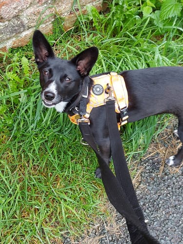 Customer photo review of Trail & Glow® Dog Harness - Don't Hurry, Be Happy