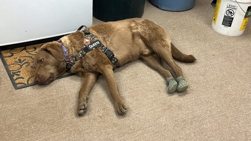 Customer photo review of WagWellie® Mojave Single