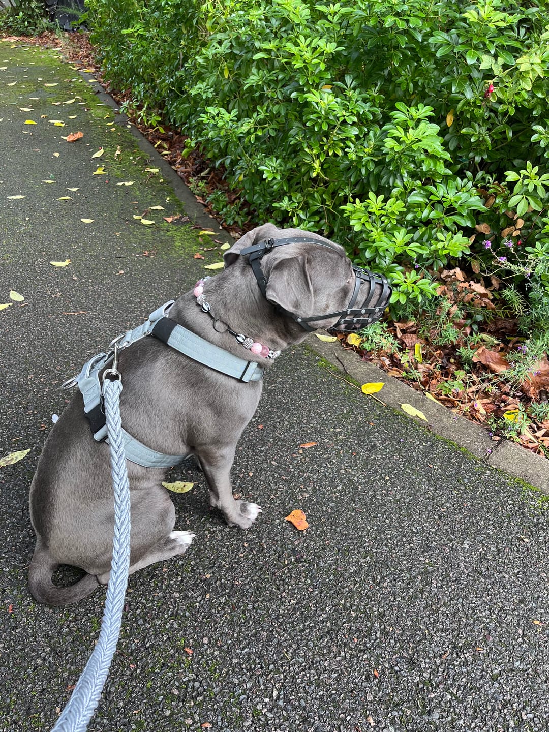 Customer photo review of Ultra Harness - Anti pull - Grey