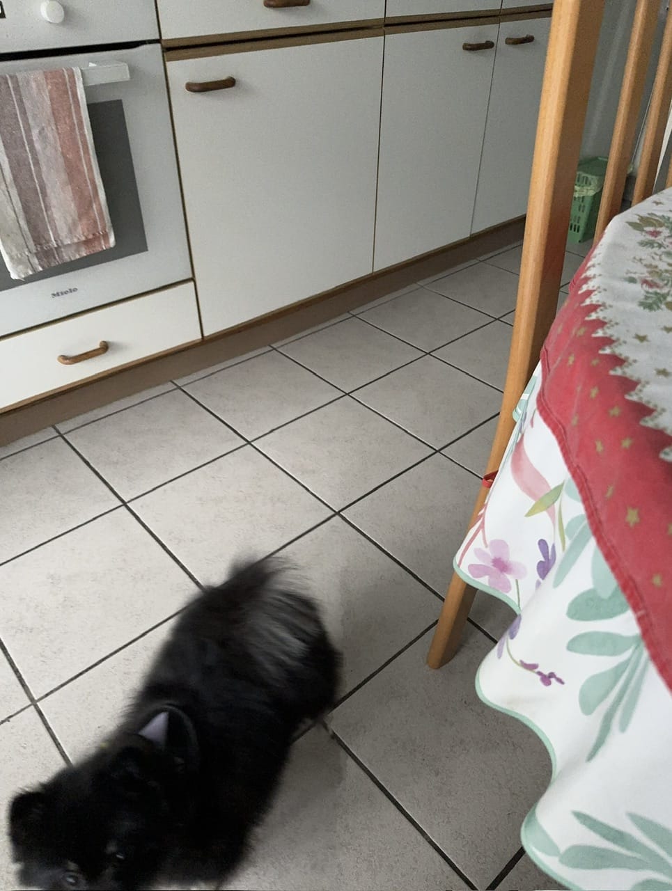 Customer photo review of Chargeur spécialement conçu pour le collier Anti Aboiement