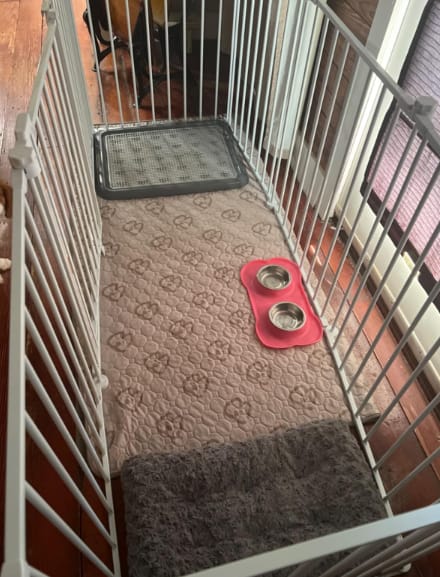 Customer photo review of Washable Pee Pads for Housebreaking Your Dog