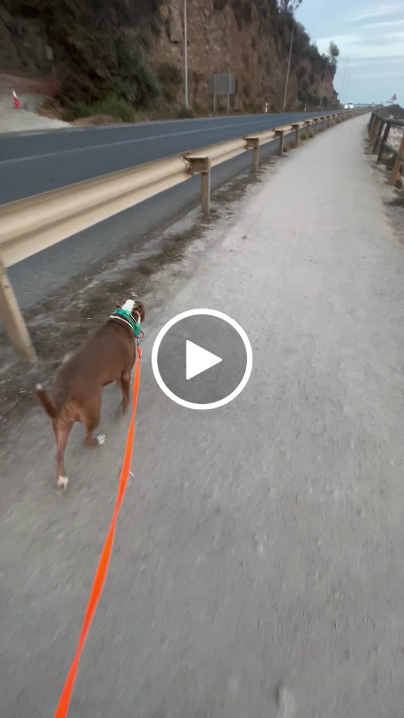 Customer video review of Double Ended Training Leash | All Breeds - Durable & Soft 2m Leash - Orange