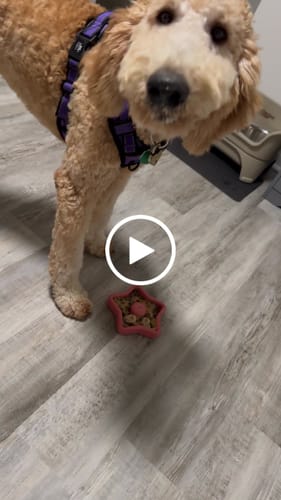 Customer video review of FreezStar - Long-Lasting Star Chew