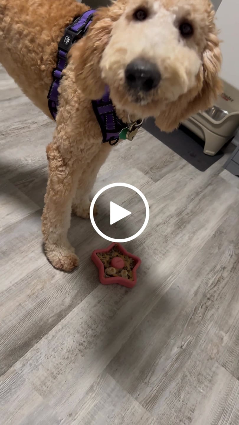 Customer video review of FreezStar - Long-Lasting Star Chew