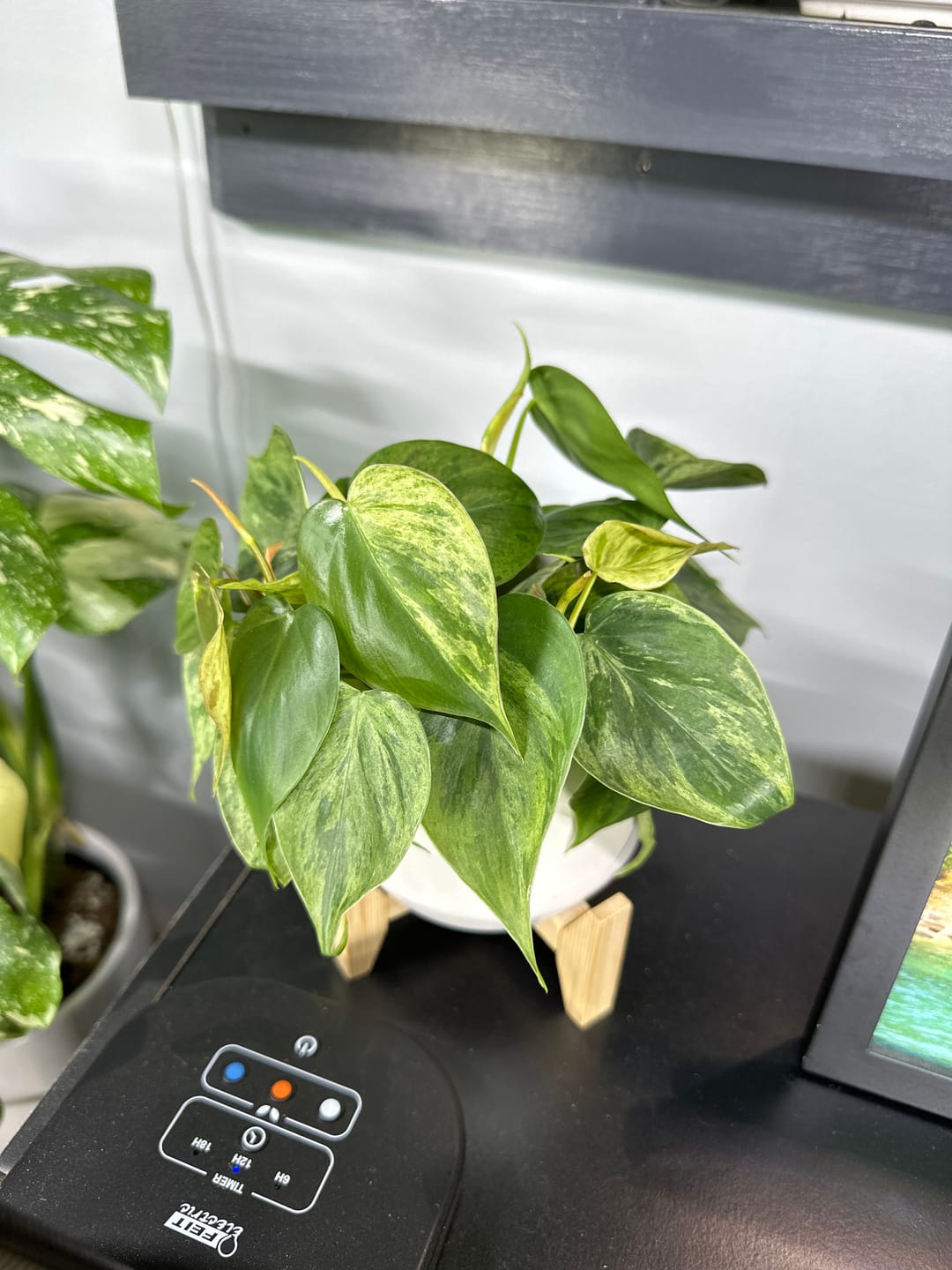 Customer photo review of Philodendron hederaceum variegata