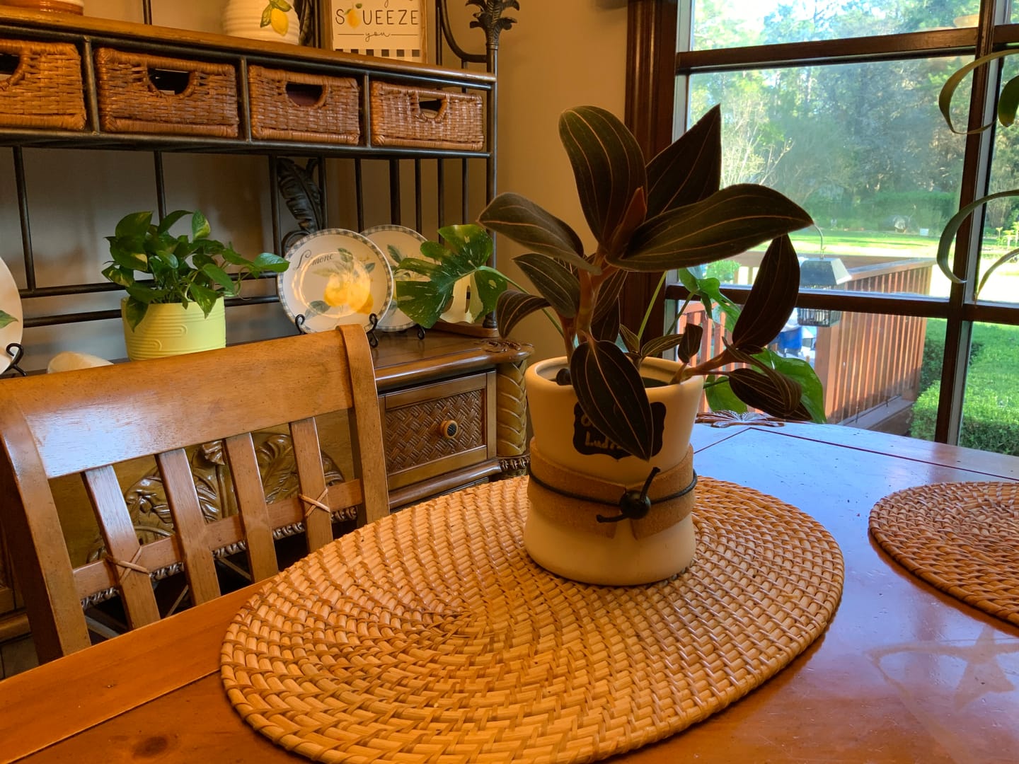 Customer photo review of Orchid Ludisia discolor