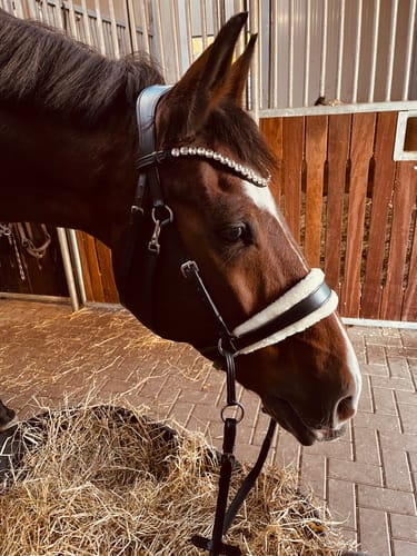 Customer photo review of Gebisslose Trense Glitzer Edition ✨✨✨