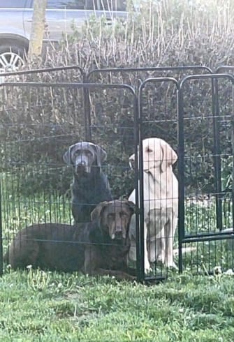 Customer photo review of Instant Dog Playpen for RV Trips