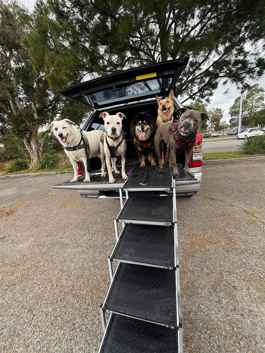 Customer photo review of PaWz Foldable Aluminum Pet Steps