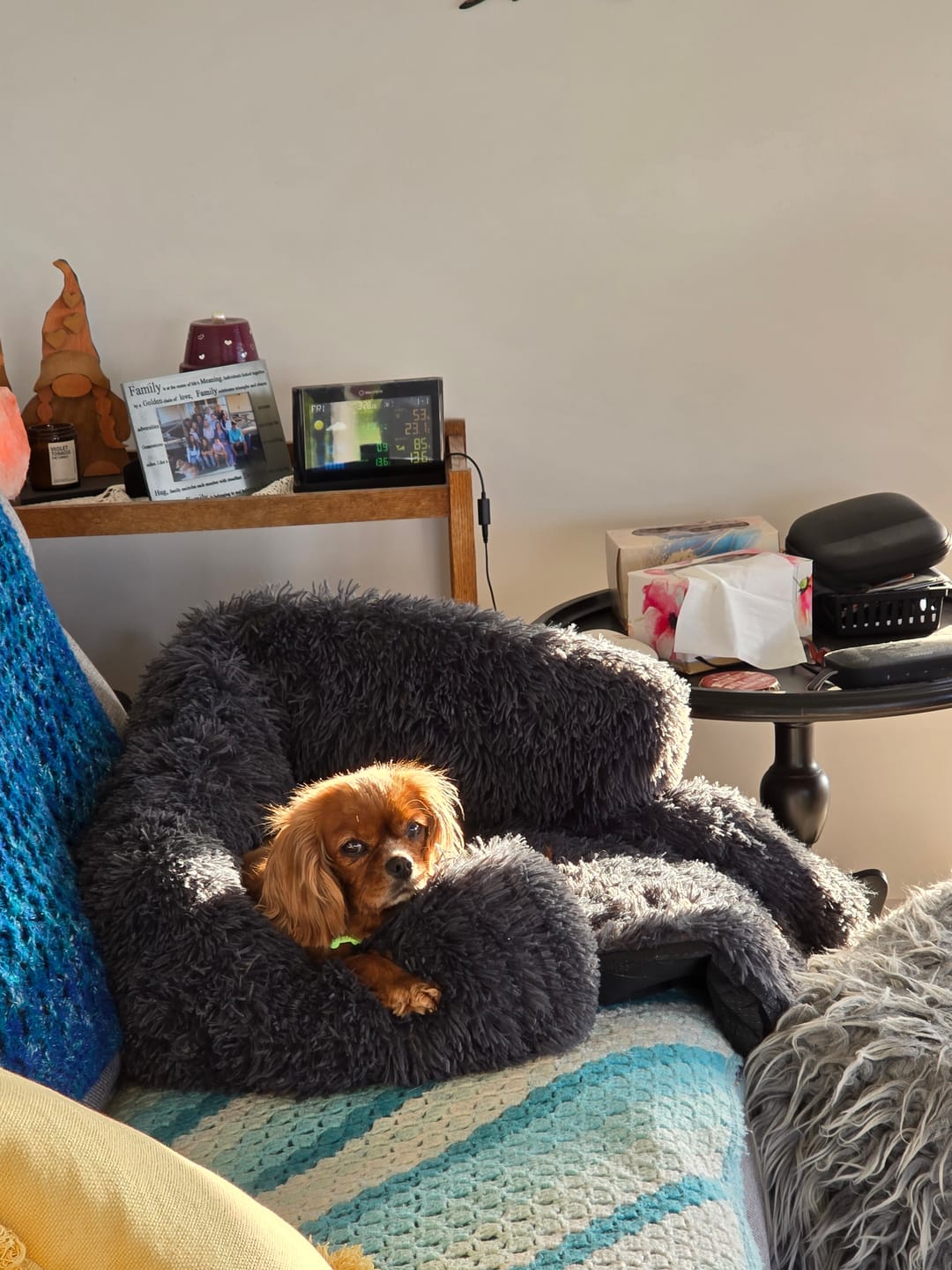 Customer photo review of Calming Couch Bed