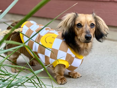 Customer photo review of Dog Cotton Smiley Tee