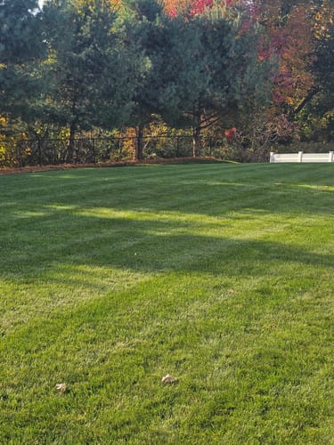 Customer photo review of GCI Turf Cool Blue Grass Seed