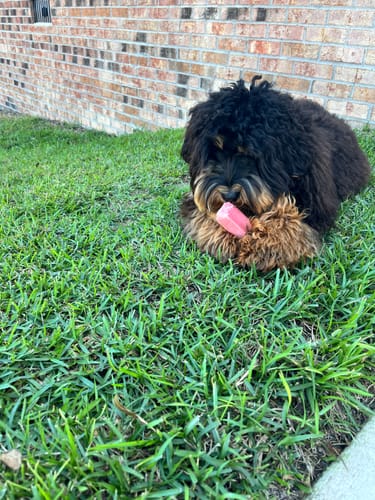 Customer photo review of STRAWBERRY YAK CHEWS