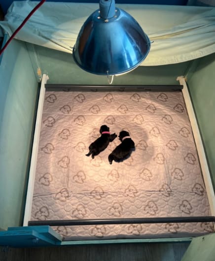 Customer photo review of Washable Pee Pads for Housebreaking Your Dog