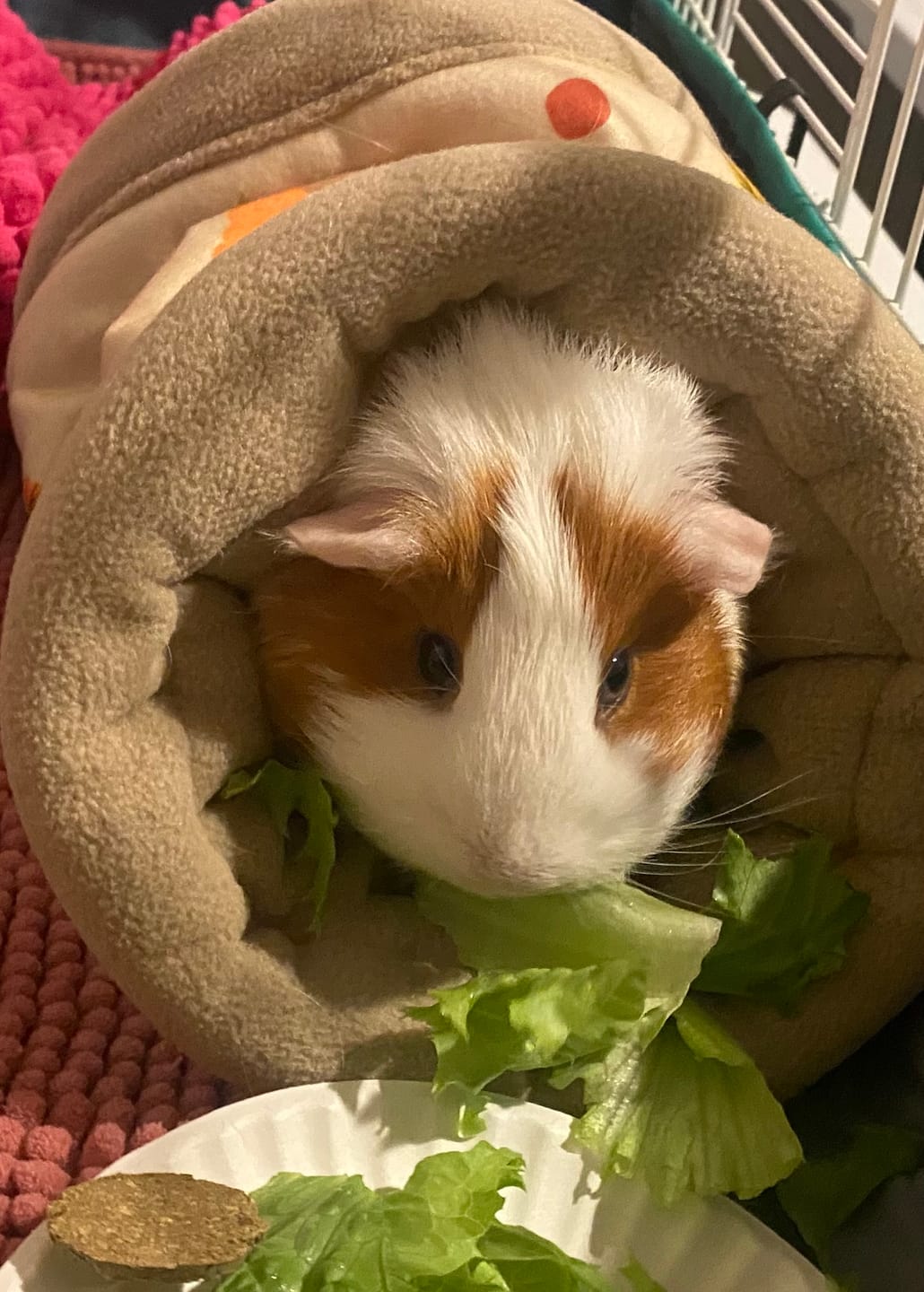 Customer photo review of Tunnel | Pawmkin Spice Floofs