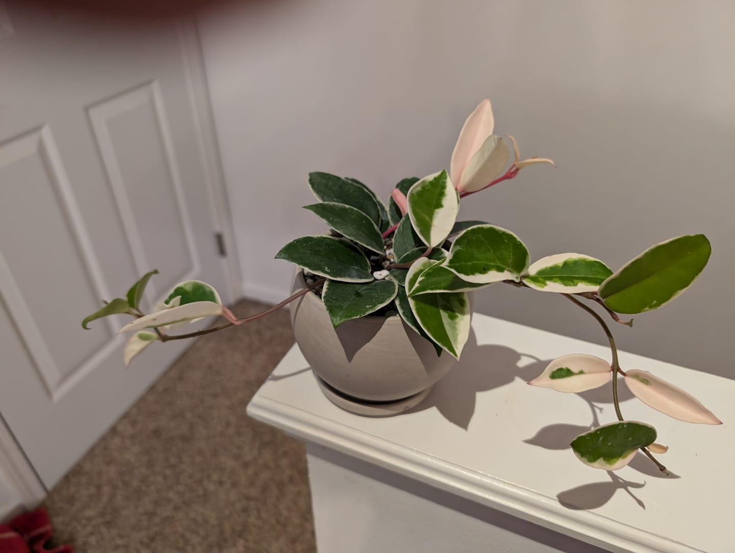 Customer photo review of Hoya carnosa 'Krimson Queen'