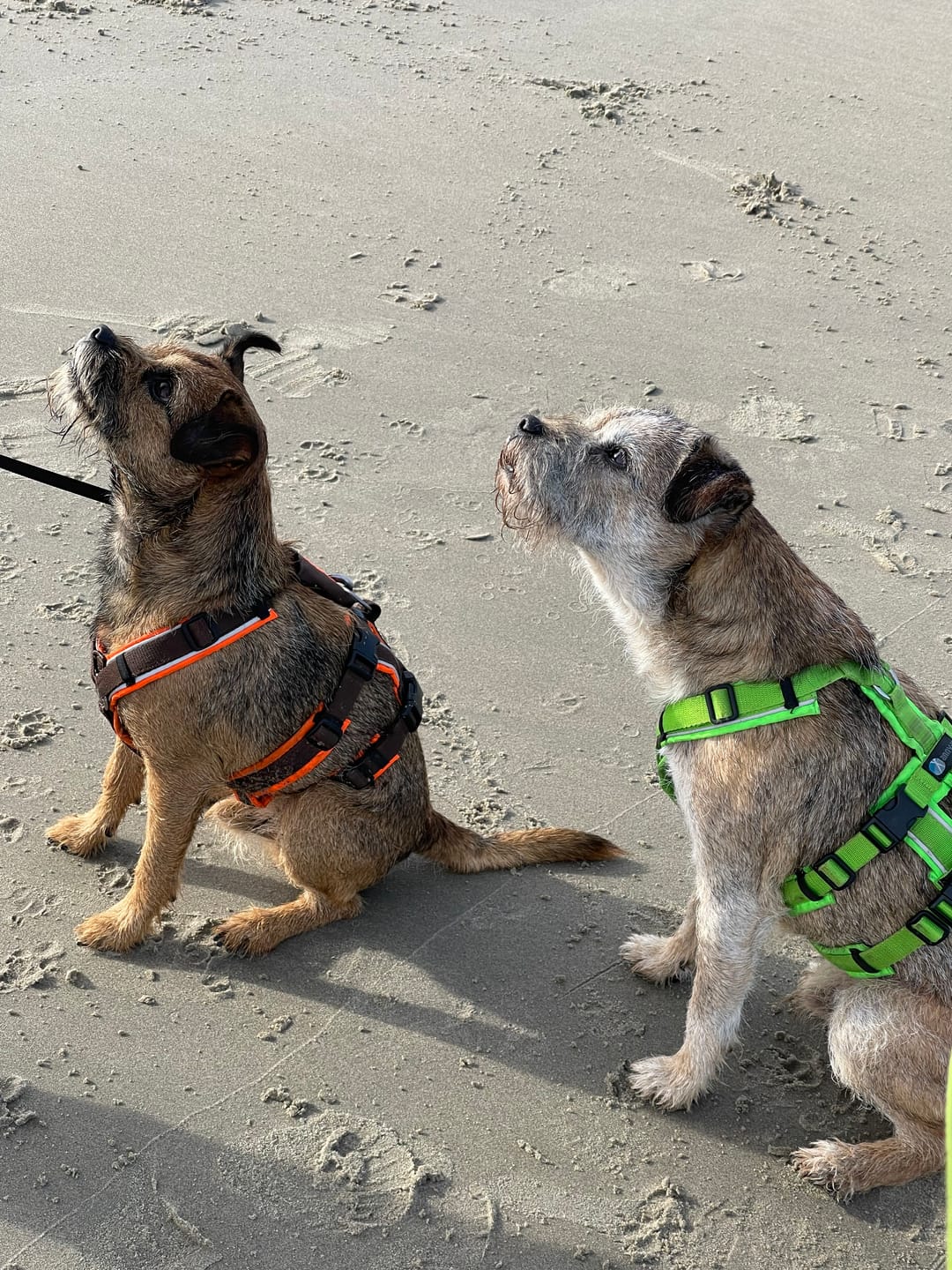 Customer photo review of Escape Proof Dog Harness SAFETY Brown Reflective | AnnyX