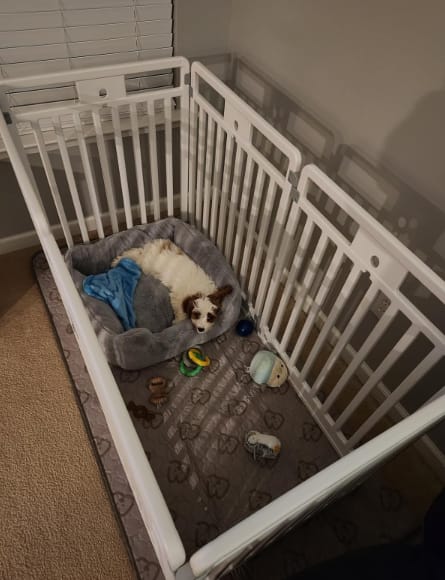 Customer photo review of Washable Pee Pads for Housebreaking Your Dog