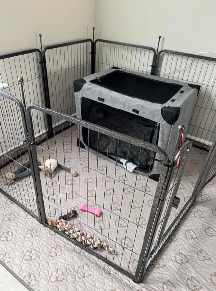 Customer photo review of Washable Pee Pads for Housebreaking Your Dog