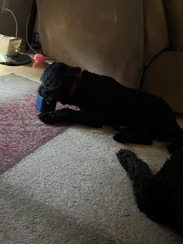 Customer photo review of Freezbox - Super Tough Treat Toy