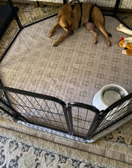 Customer photo review of Washable Pee Pads for Housebreaking Your Dog