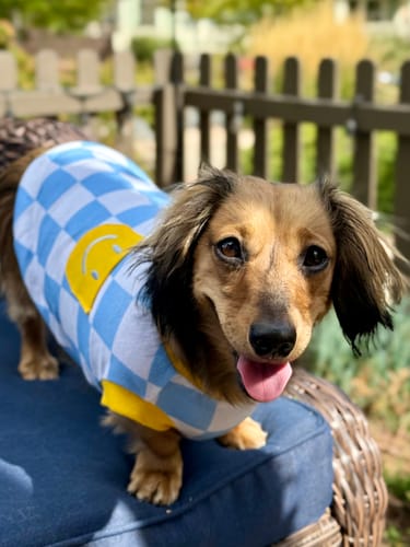 Customer photo review of Dog Cotton Smiley Tee