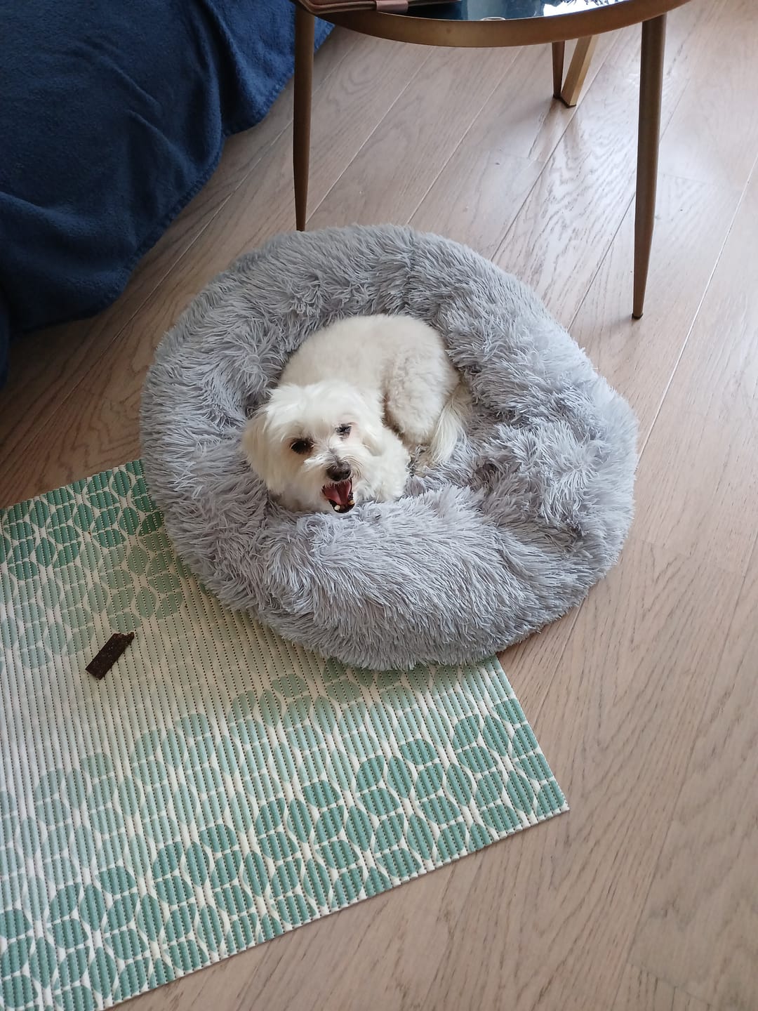 Customer photo review of Umirujući Krevet za Pse
