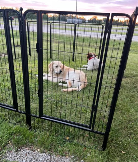 Customer photo review of Instant Dog Playpen for RV Trips