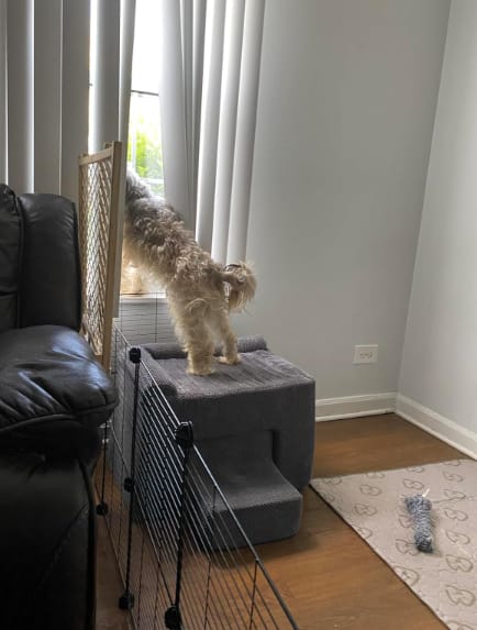 Customer photo review of Washable Pee Pads for Housebreaking Your Dog