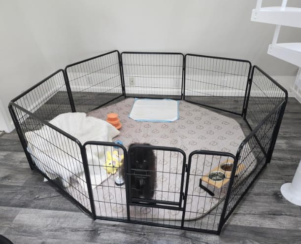Customer photo review of Washable Pee Pads for Housebreaking Your Dog