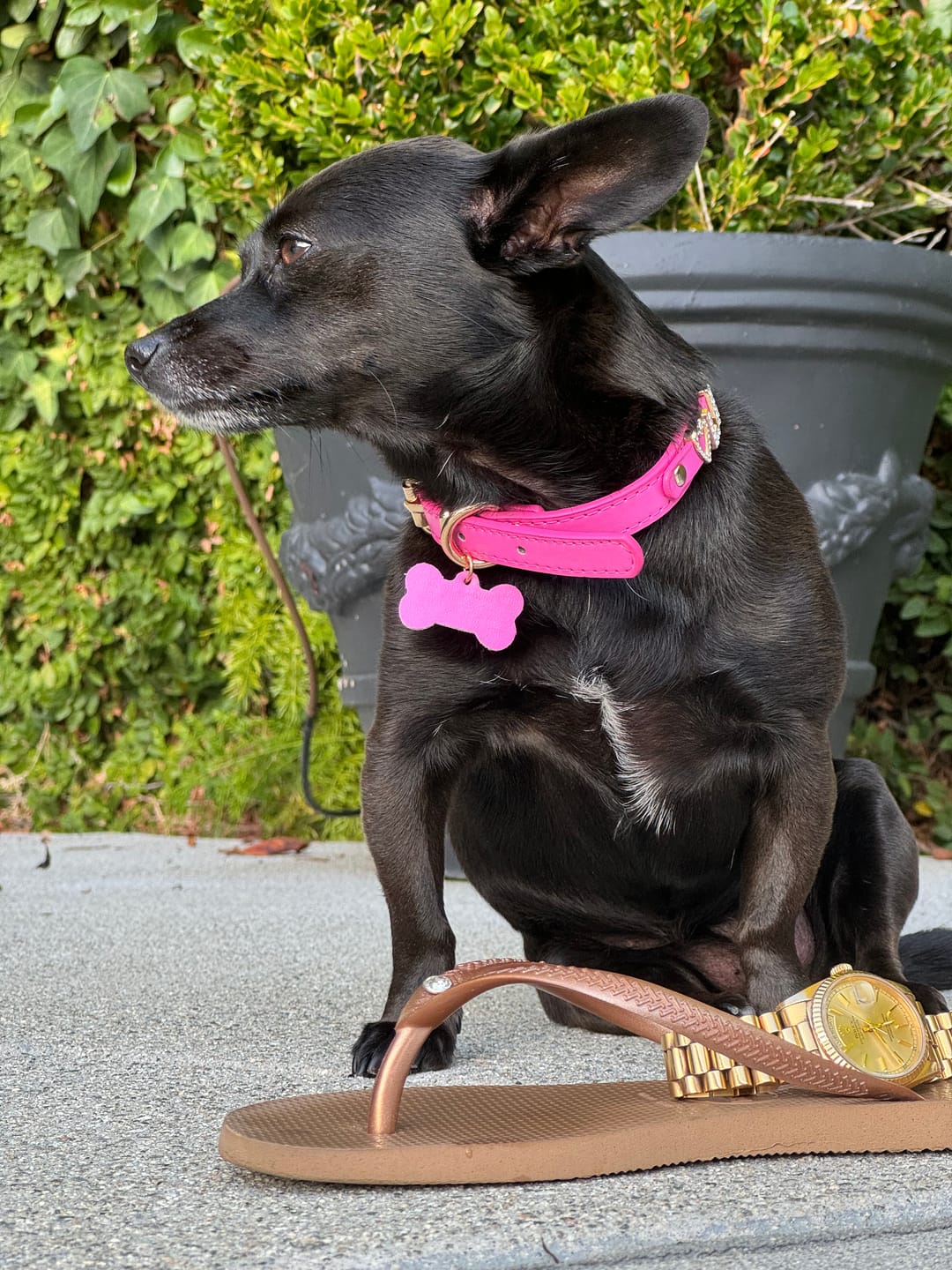 Customer photo review of CUSTOM DOG COLLARS WITH STUDDED JEWELRY