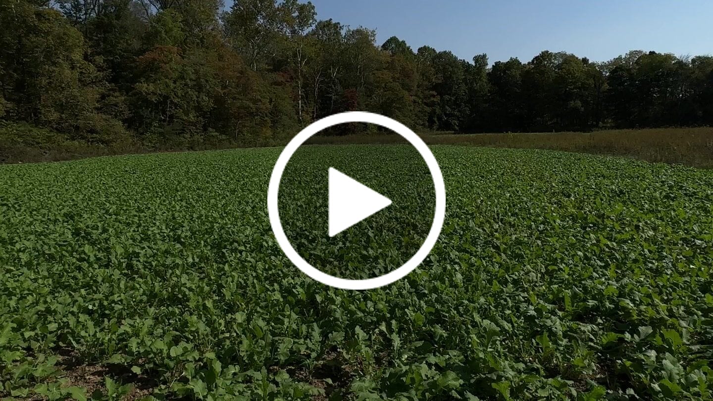 Customer video review of Brassica Food Plot Seed Mix
