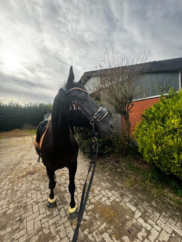 Customer photo review of Roségold Editon CR Harmonybridle