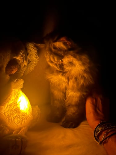 Customer photo review of Il Koala Calmante CozyKiddle® dallo Stress, Ansia e Insomnia