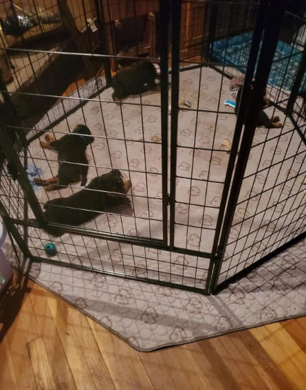 Customer photo review of Washable Pee Pads for Housebreaking Your Dog