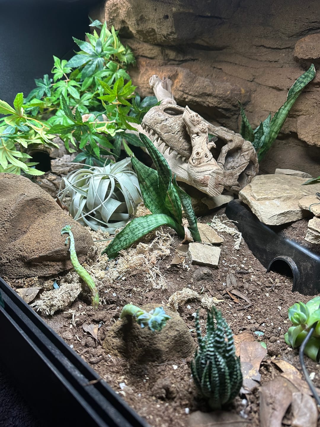Customer photo review of 36"x24"x18" Premium PVC Reptile Enclosure