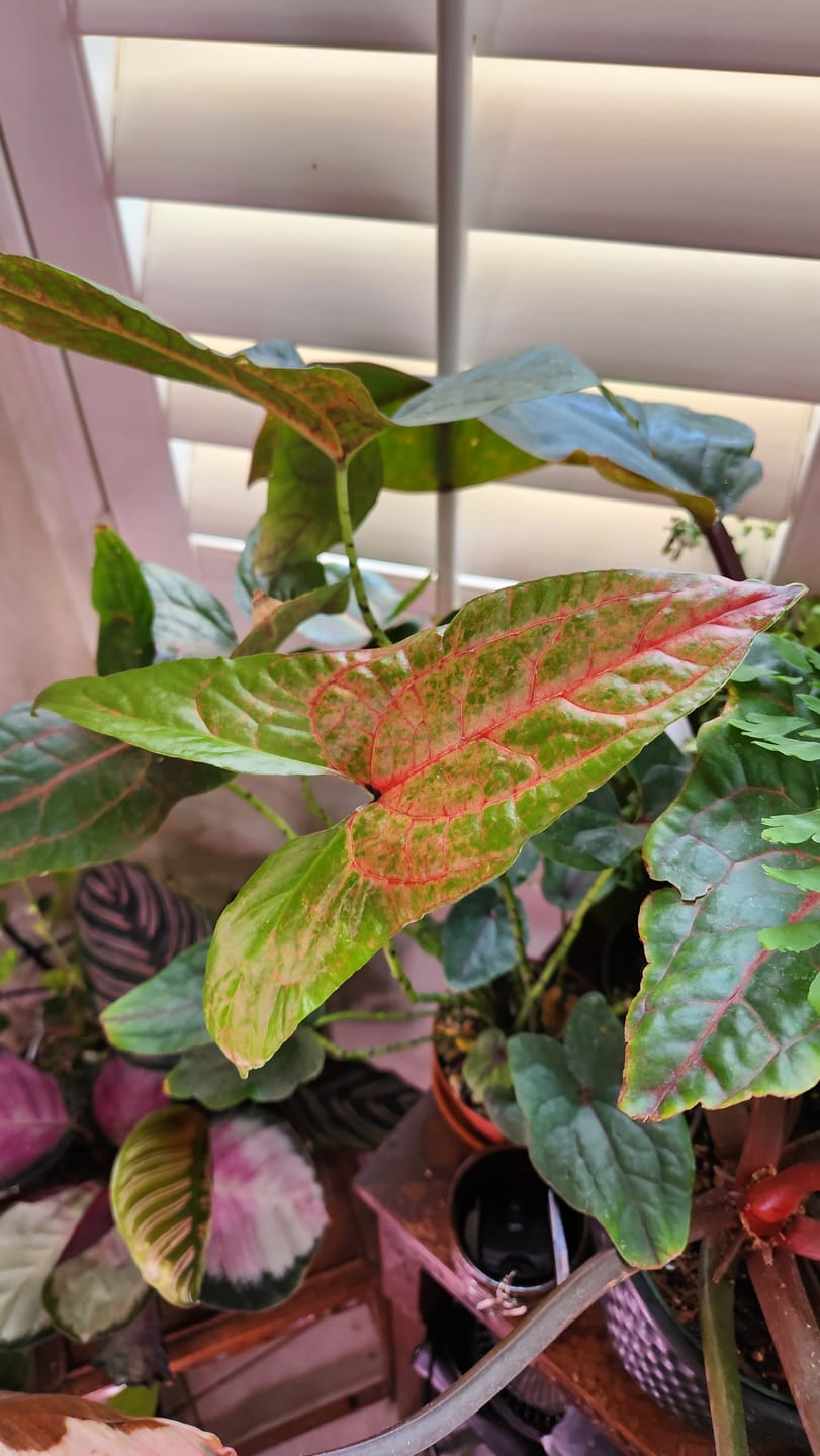 Customer photo review of Cyrtosperma johnstonii